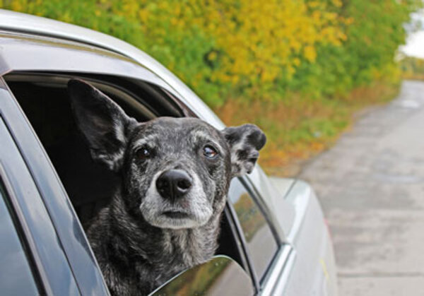 Automotive-qualified MEMS microphone - The car is all ears